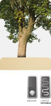 Mountain Maple