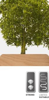 Beech